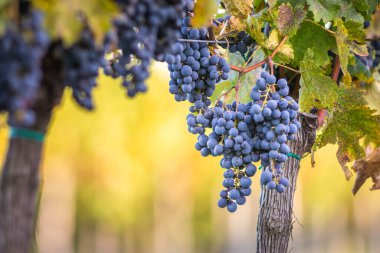 Üzüm bağındaki mavi üzümler. Hasatta kırmızı şarap yapmak için Cabernet Franc üzümleri. Macaristan 'da sonbaharda bir üzüm bağındaki donmuş üzüm üzümlerinin ayrıntılı görüntüsü