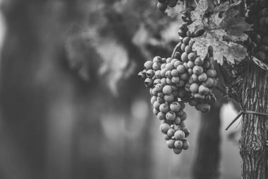 Üzüm bağındaki mavi üzümler. Hasatta kırmızı şarap yapmak için Cabernet Franc üzümleri. Macaristan 'da sonbaharda bir üzüm bağındaki donmuş üzüm üzümlerinin ayrıntılı görüntüsü