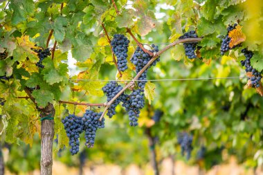 Blue vine grapes in the vineyard. Cabernet Franc grapes for making red wine in the harvesting. Detailed view of a frozen grape vines in a vineyard in autumn, Hungary clipart