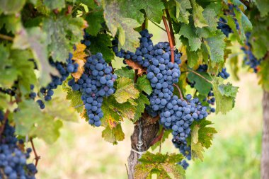 Üzüm bağındaki mavi üzümler. Hasatta kırmızı şarap yapmak için Cabernet Franc üzümleri. Macaristan 'da sonbaharda bir üzüm bağındaki donmuş üzüm üzümlerinin ayrıntılı görüntüsü