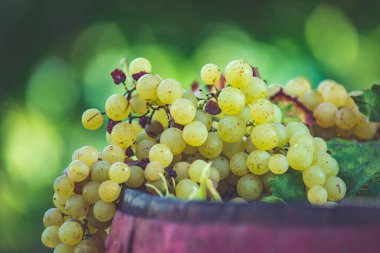 Bağdaki ahşap şarap fıçısında üzüm, Macaristan