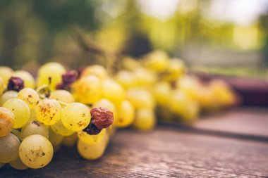 Bağdaki ahşap şarap fıçısında üzüm, Macaristan