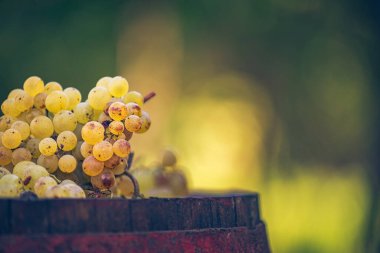 Bağdaki ahşap şarap fıçısında üzüm, Macaristan