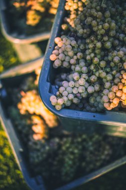 Yeşil asma üzüm. Hasat sandığında şarap yapmak için üzüm. Sonbaharda bir bağda üzüm asmaları ayrıntılı görünümü, Macaristan