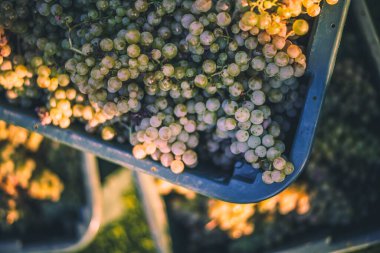 Yeşil asma üzüm. Hasat sandığında şarap yapmak için üzüm. Sonbaharda bir bağda üzüm asmaları ayrıntılı görünümü, Macaristan
