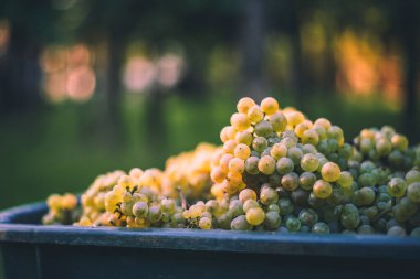 Yeşil asma üzüm. Hasat sandığında şarap yapmak için üzüm. Sonbaharda bir bağda üzüm asmaları ayrıntılı görünümü, Macaristan