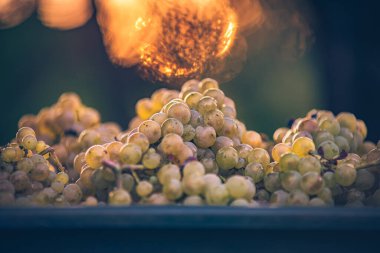 Yeşil asma üzüm. Hasat sandığında şarap yapmak için üzüm. Sonbaharda bir bağda üzüm asmaları ayrıntılı görünümü, Macaristan