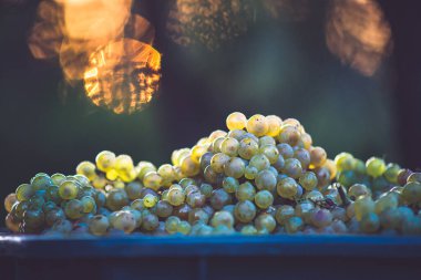Yeşil asma üzüm. Hasat sandığında şarap yapmak için üzüm. Sonbaharda bir bağda üzüm asmaları ayrıntılı görünümü, Macaristan
