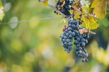 Üzüm bağındaki mavi üzümler. Hasatta kırmızı şarap yapmak için Cabernet Franc üzümleri. Macaristan 'da sonbaharda bir üzüm bağındaki donmuş üzüm üzümlerinin ayrıntılı görüntüsü