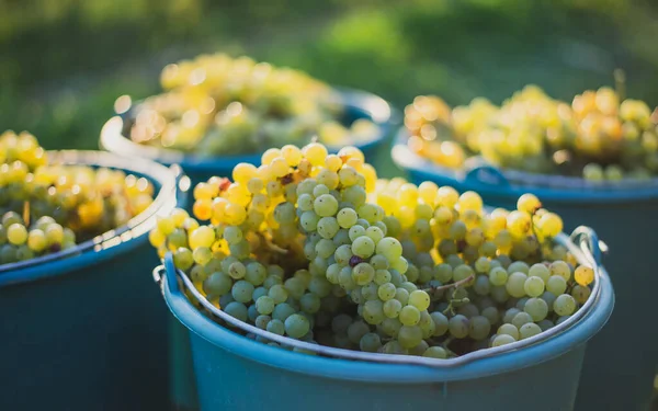 Seau Raisins Pendant Cueillette Dans Vignoble Raisins Vigne Dans Seau — Photo