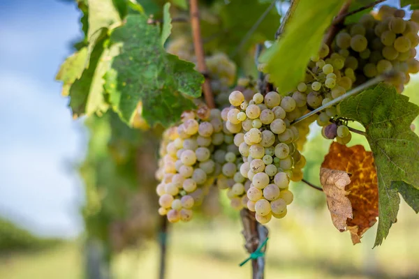 Raisins Blancs Suspendus Une Vigne Verte Luxuriante Avec Fond Vignoble — Photo
