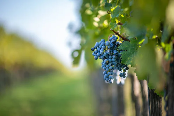 ブドウ畑の青いブドウ 収穫中の赤ワインを作るためのカベルネ フランのブドウ ハンガリー 秋のブドウ畑の凍結ブドウの詳細ビュー — ストック写真