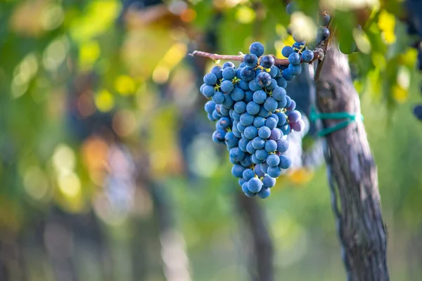 Blue Vine Grapes Vineyard Cabernet Franc Grapes Making Red Wine — Stock Photo, Image