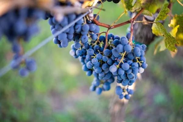 Uvas Vid Azul Viñedo Uvas Cabernet Franc Para Elaboración Vino —  Fotos de Stock