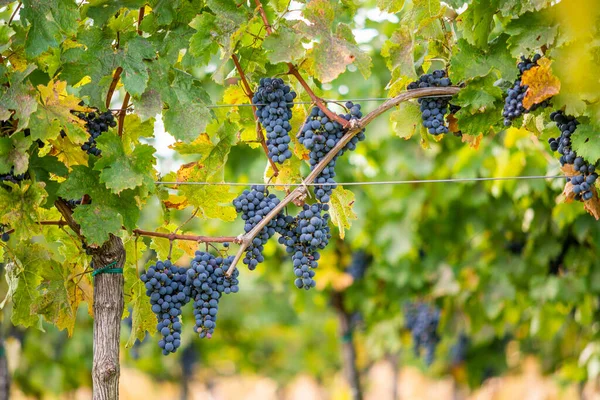 Cépages Vigne Bleue Dans Vignoble Cabernet Franc Raisins Pour Fabrication — Photo