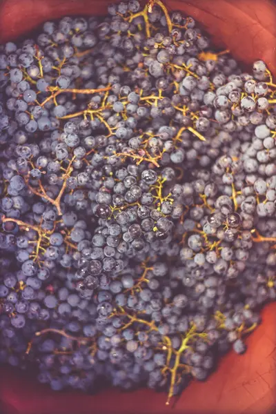 Üzüm bağındaki toplanma sırasında bir kova üzüm. Hasat mevsiminde sandıktaki üzümlerin adı Cabernet Franc Franc üzümleri.