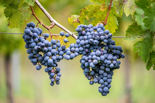 ブドウ畑の青いブドウ 収穫中の赤ワインを作るためのカベルネ フランのブドウ ハンガリー 秋のブドウ畑の凍結ブドウの詳細ビュー — ストック写真
