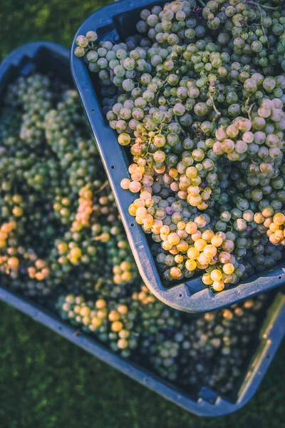 Cépages Verts Raisins Pour Fabrication Vin Dans Caisse Récolte Vue — Photo