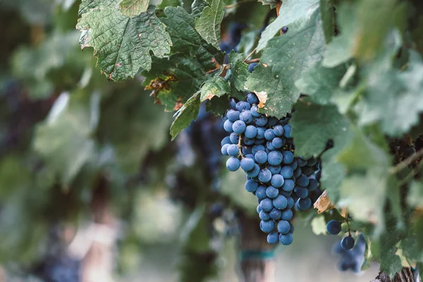 Uvas Vid Azul Viñedo Uvas Cabernet Franc Para Elaboración Vino —  Fotos de Stock