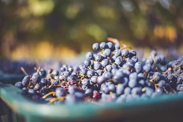 ブルーブドウだ 収穫中の赤ワインを作るためのブドウ ハンガリー 秋のブドウ畑のブドウ畑の詳細ビュー — ストック写真