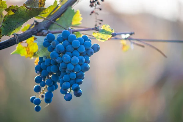 Uvas Vid Azul Viñedo Uvas Cabernet Franc Para Elaboración Vino — Foto de Stock