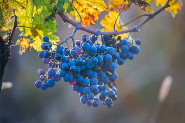 Blue Vine Grapes Vineyard Cabernet Franc Grapes Making Red Wine — Fotografia de Stock