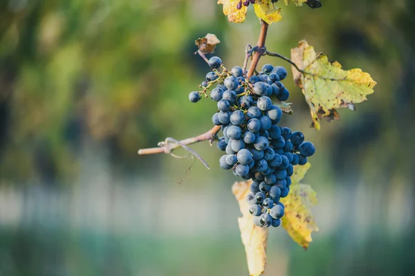 Blue Vine Grapes Vineyard Cabernet Franc Grapes Making Red Wine — Zdjęcie stockowe