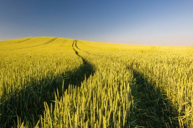 Gündüz vakti Macaristan 'ın Pannonhalma şehrinde olgunlaşmış altın buğday tarlası..