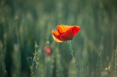 Singel gelinciği ilkbaharın sonlarında olgunlaşmamış buğday tarlasında, Macaristan.