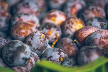 Bir yaz günü bahçede olgun erikler. Hasat sandığında erikler var. Sonbahar hasadı.