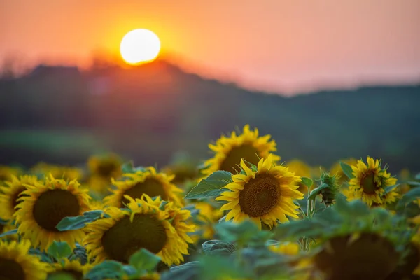 Blooming sunflower field landscape with the Sun at the sunset time in the summer. Field of blooming sunflowers at sunset. Sunflower natural background, Sunflower blooming in Hungary.