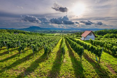 Macaristan 'ın Balaton Tepesi' nde Aziz George Tepesi olan üzüm bağları.