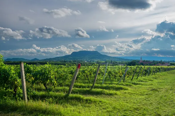 Stock image Vineyards with the Saint George Hill in Balaton Uplands, Hungary.