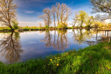 Güneşli bahar gününde yeşil yapraklı manzara nehri. Baharda Raba, Gyirmot, Gyor, Macaristan.