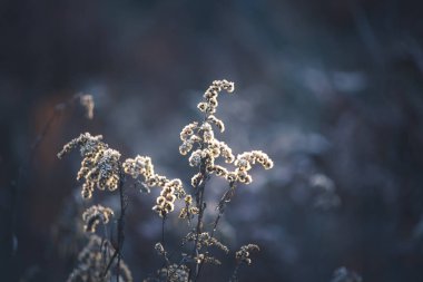Güzel, parlak, kuru çayır çiçekleri güzel arka planda ve kış ormanlarında. Ormandaki kahverengi bitkiler, kış arkaplanı