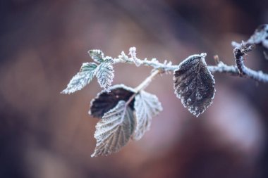 Ormanda donmuş yaprak ve bulanık doğal arka plan