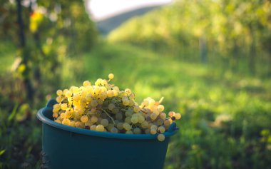 Üzüm bağındaki toplanma sırasında bir kova üzüm. Hasat mevsiminde, Macaristan 'da, kovada üzüm bağları