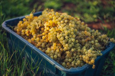 Yeşil asma üzüm. Hasat sandığında şarap yapmak için üzüm. Sonbaharda bir bağda üzüm asmaları ayrıntılı görünümü, Macaristan