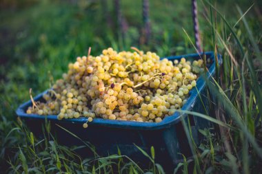 Yeşil asma üzüm. Hasat sandığında şarap yapmak için üzüm. Sonbaharda bir bağda üzüm asmaları ayrıntılı görünümü, Macaristan
