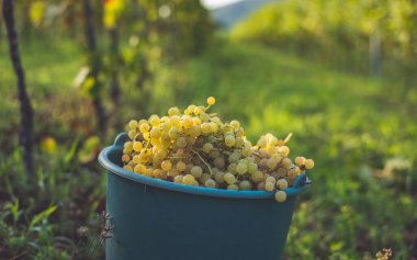 Üzüm bağındaki toplanma sırasında bir kova üzüm. Hasat mevsiminde, Macaristan 'da, kovada üzüm bağları