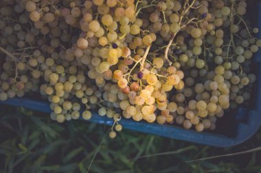 Yeşil asma üzüm. Hasat sandığında şarap yapmak için üzüm. Sonbaharda bir bağda üzüm asmaları ayrıntılı görünümü, Macaristan
