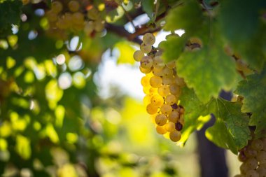 Zengin üzüm hasadı. Asma üzümlü yeşil Riesling üzümleri üzüm bağında hasat için hazır. Pannonhalma Şarap Bölgesi, Macaristan