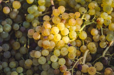 Yeşil üzümler yakın plan, arka plan. Sandıkta yetişen taze üzümler. Meyve suyu, turta, üzüm püresi, komposto, şarap için uygun üzümler..