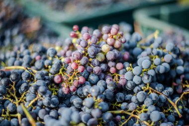 Blue vine grapes. Grapes for making red wine in the harvesting crate. Detailed view of a grape vines in a vineyard in autumn, Hungary