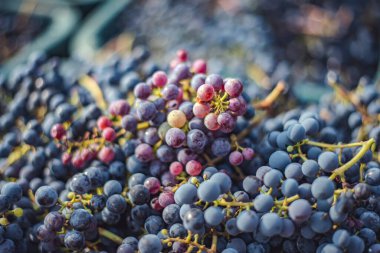 Mavi üzümler. Hasat sandığında kırmızı şarap yapmak için üzüm. Macaristan 'da sonbaharda üzüm bağındaki üzüm bağlarının detaylı görüntüsü