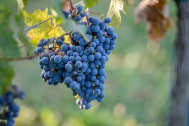 Üzüm bağındaki mavi üzümler. Hasatta kırmızı şarap yapmak için Cabernet Franc üzümleri. Macaristan 'da sonbaharda bir üzüm bağındaki donmuş üzüm üzümlerinin ayrıntılı görüntüsü