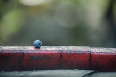 Şarap fıçısında mavi üzüm tohumu. Buzlu şarap yapmak için üzüm. Sonbaharda üzüm bağındaki üzüm üzümlerinin detaylı görüntüsü..