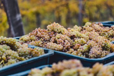 Yeşil asma üzüm. Hasat sandığında şarap yapmak için üzüm. Sonbaharda bir bağda üzüm asmaları ayrıntılı görünümü, Macaristan