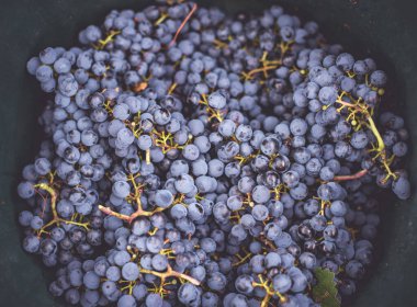 Üzüm bağındaki toplanma sırasında bir kova üzüm. Hasat mevsiminde sandıktaki üzümlerin adı Cabernet Franc Franc üzümleri.