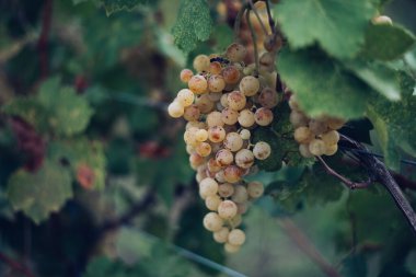Zengin üzüm hasadı. Asma üzümlü yeşil Riesling üzümleri üzüm bağında hasat için hazır. Pannonhalma Şarap Bölgesi, Macaristan